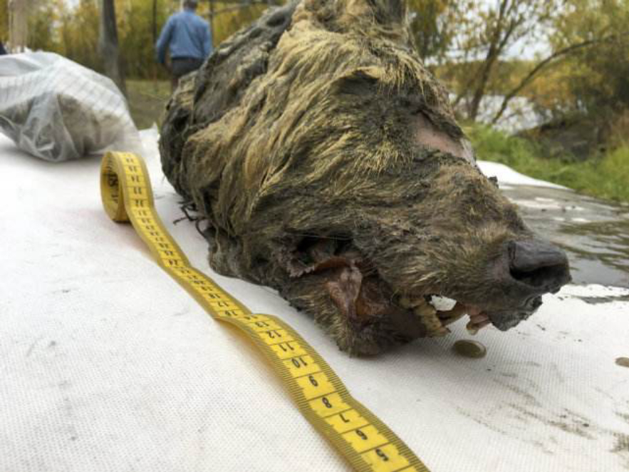 北极“高烧”不断，史前生物遗骸陆续现身，冰层下的病菌或会苏醒440 / 作者:涵涵爸爸520 / 帖子ID:130024