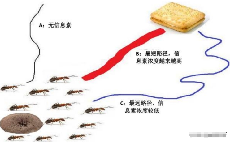 在某种意义上来讲，蚂蚁才是这个地球进化最完美的生物，没有之一940 / 作者:123457166 / 帖子ID:129573