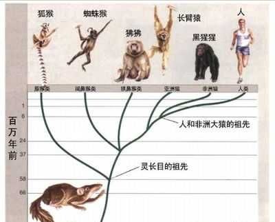 别不相信进化论了，这是生物发展的唯一解释，两方面证据可以证明72 / 作者:aygx / 帖子ID:130425
