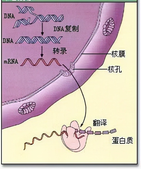 达尔文被实锤错误,无数科学家填漏,进化论究竟应该信还是不信?69 / 作者:意大之 / 帖子ID:130235 达尔文被实锤错误,无数科学家填漏,进化论究竟应该信还是不信?69 / 作者:意大之 / 帖子ID:130235