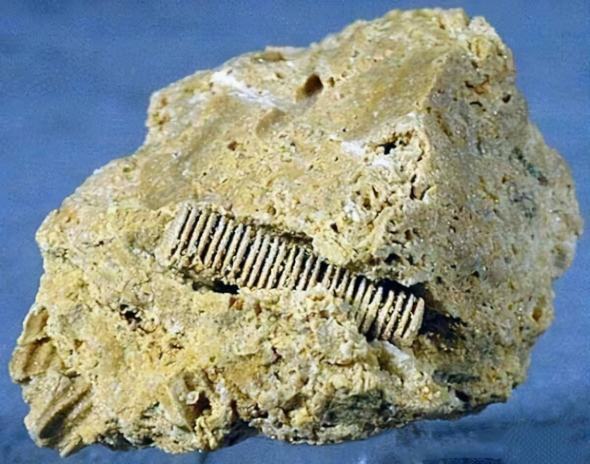 地球上真有史前文明？化石中发现齿轮螺丝钉，主角是“冬虫夏草”273 / 作者:兴冲冲丈 / 帖子ID:130368