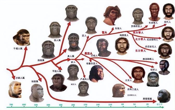 深度长文：当孩子问“为什么猿猴能变成人？”时，该如何回答？453 / 作者:兴冲冲丈 / 帖子ID:129572
