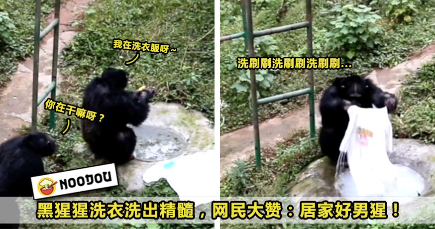 猩猩正进入石器时代？中国猩猩还会洗衣服，多久会进化成人类？763 / 作者:第一个甲马俳 / 帖子ID:130191