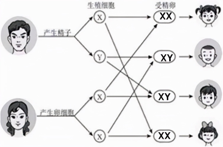 男生染色体是XY，女生的是XX，那染色体是YY的人又会是啥样的呢？929 / 作者:熊明青 / 帖子ID:130203