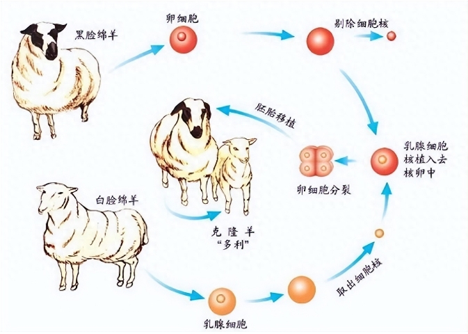 自然规则禁止永生的出现，科学家找到永生的方法只是有些不道德505 / 作者:掌柜able / 帖子ID:129632