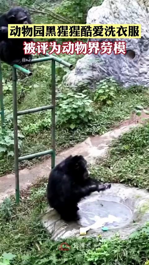 猩猩正进入石器时代？中国猩猩还会洗衣服，多久会进化成人类？288 / 作者:第一个甲马俳 / 帖子ID:130191