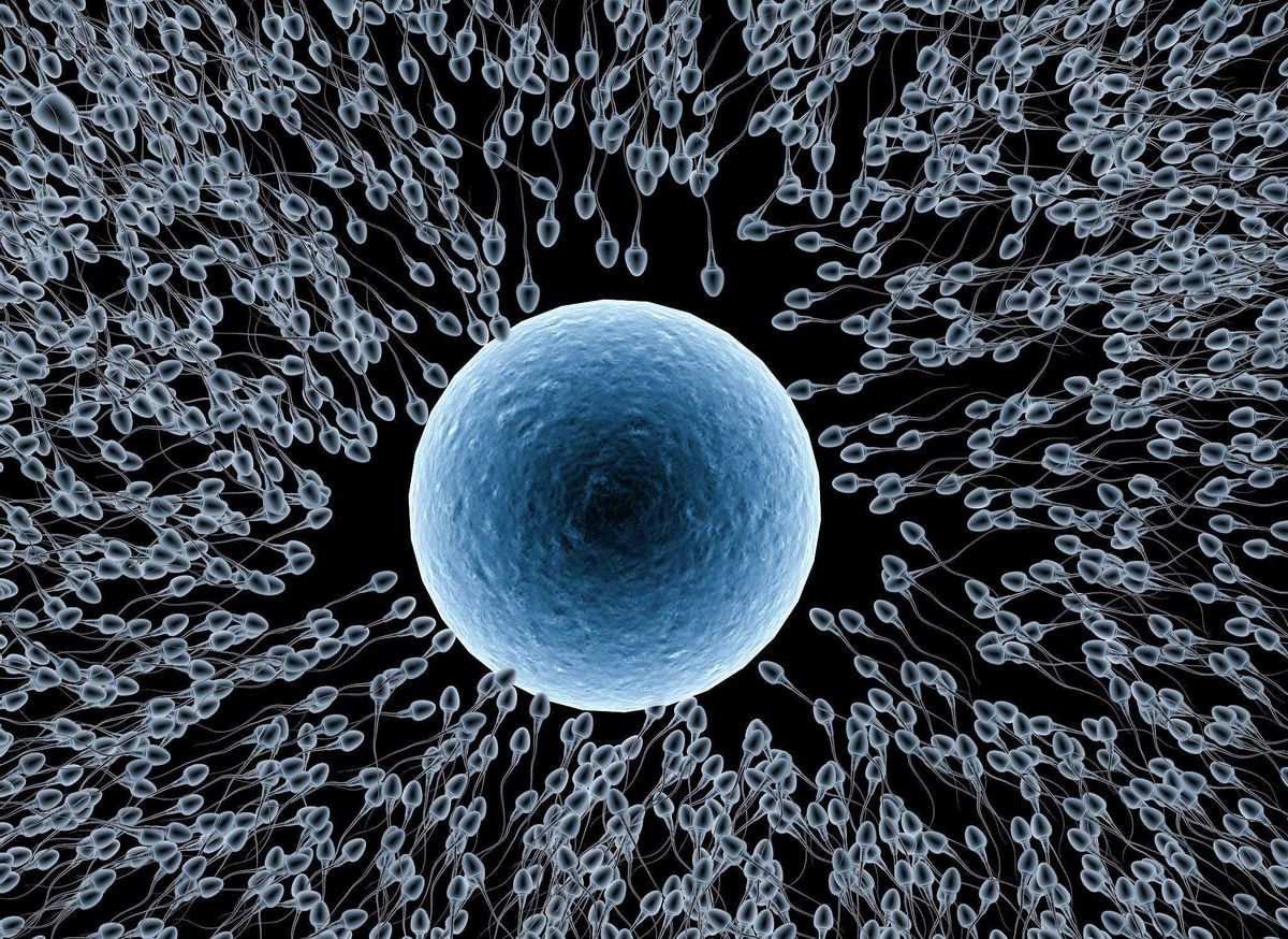 科学家拍到：精子和卵子结合的那一刻，真的会瞬间爆发出巨大闪光910 / 作者:绚丽源自寂寞悍 / 帖子ID:130016