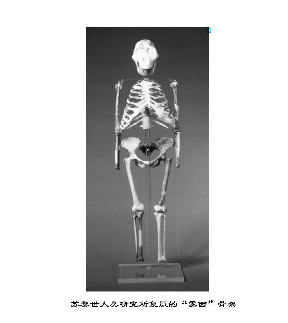 进化：人类从猿到人的这几百万年431 / 作者:老三是叔叔 / 帖子ID:130387