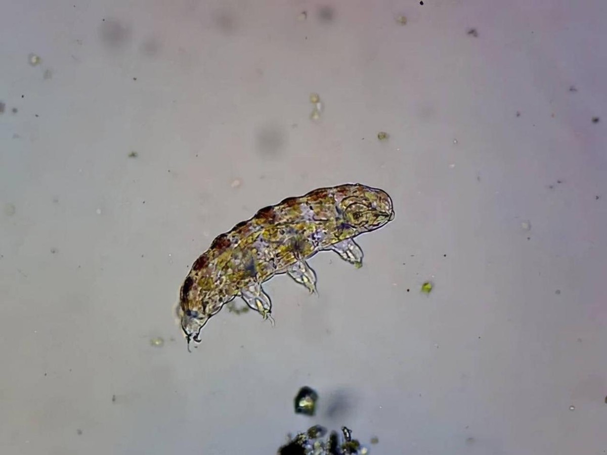一次失败的探月，却将地球最顽强的生物留下，它们还活着吗？870 / 作者:荷叶224 / 帖子ID:130003