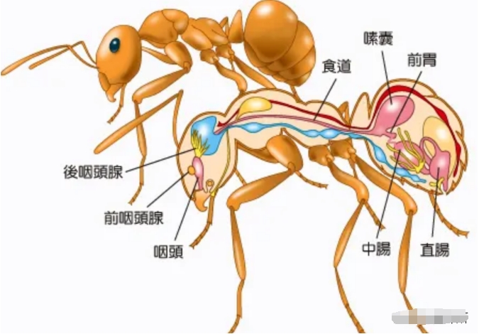 在某种意义上来讲，蚂蚁才是这个地球进化最完美的生物，没有之一621 / 作者:123457166 / 帖子ID:129573