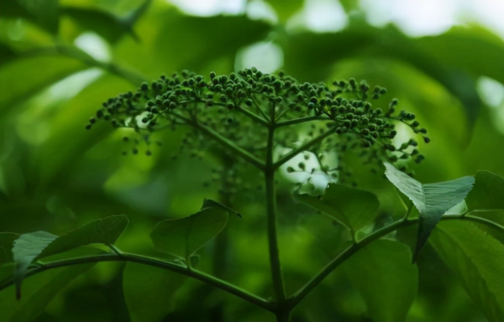 为什么植物没有进化出大脑或者思想体？你对进化论有多少误解？873 / 作者:掌柜able / 帖子ID:130212