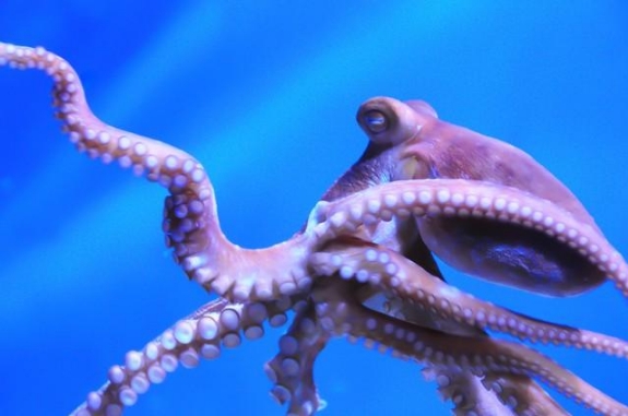 章鱼:外星生物还是海洋奇迹?科学家揭示惊人的假设54 / 作者:一夜雨十年灯潞 / 帖子ID:129570 章鱼:外星生物还是海洋奇迹?科学家揭示惊人的假设54 / 作者:一夜雨十年灯潞 / 帖子ID:129570