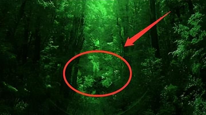 数量全球只剩10只！连野猪都被直接撕裂脖子，狼群都不敢靠近125 / 作者:掌柜able / 帖子ID:129657