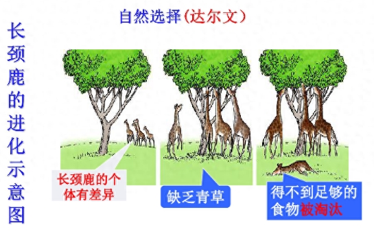深度长文：如果人类不断从悬崖跳下去，会不会进化出翅膀？600 / 作者:janlinsa / 帖子ID:129579