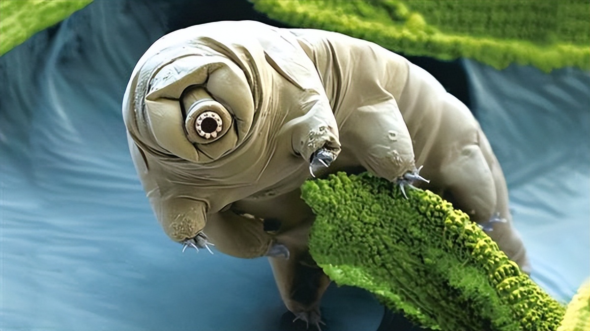 一次失败的探月，却将地球最顽强的生物留下，它们还活着吗？859 / 作者:荷叶224 / 帖子ID:130003