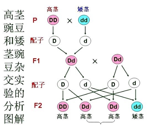 人类起源问题最大骗局，存在了100多年，3亿年前我们真是一条鱼？715 / 作者:涵涵爸爸520 / 帖子ID:129390