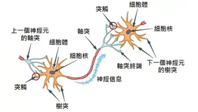 为什么植物没有进化出大脑或者思想体？你对进化论有多少误解？231 / 作者:掌柜able / 帖子ID:130212
