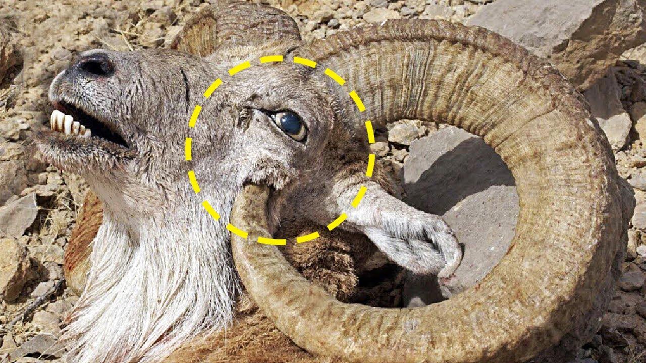 为什么动物会跌入进化的死胡同？用獠牙自杀的野猪，引发全新思考455 / 作者:老三是叔叔 / 帖子ID:130192
