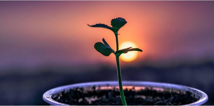 为什么植物没有进化出大脑或者思想体？你对进化论有多少误解？944 / 作者:掌柜able / 帖子ID:130212