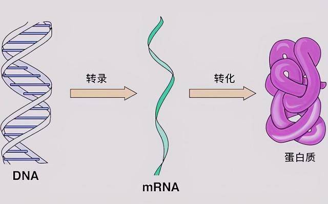 最新研究称章鱼或于5亿年前来到地球，为何总说章鱼是外星生物？134 / 作者:刘moon / 帖子ID:130195