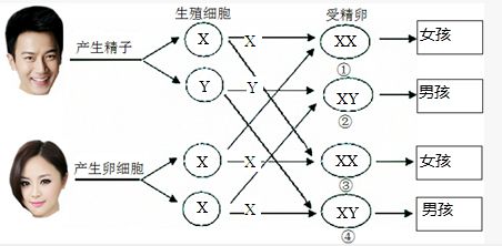 男生染色体是XY，女生的是XX，那染色体是YY的人又会是啥样的呢？0 / 作者:熊明青 / 帖子ID:130203