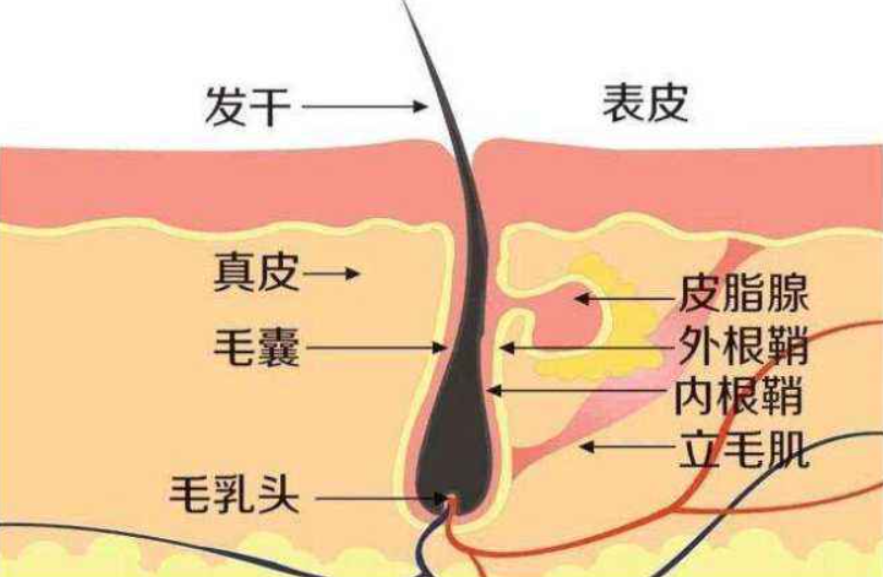 男性进化出胡须，是用来做什么的？达尔文至死都没搞明白这个问题371 / 作者:绚丽源自寂寞悍 / 帖子ID:130182
