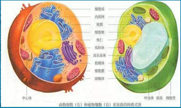 有人说宇宙只是一个生物细胞，你信吗？让科学揭示真相25 / 作者:零度2017 / 帖子ID:130001