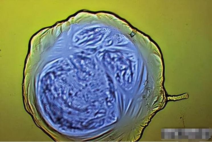 可怕，金属基生命真实存在！科学家创造金属细胞已有生命迹象667 / 作者:意大之 / 帖子ID:130020