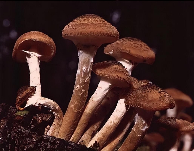 这种生物长得越大，人类的处境就越危险223 / 作者:绚丽源自寂寞悍 / 帖子ID:129578