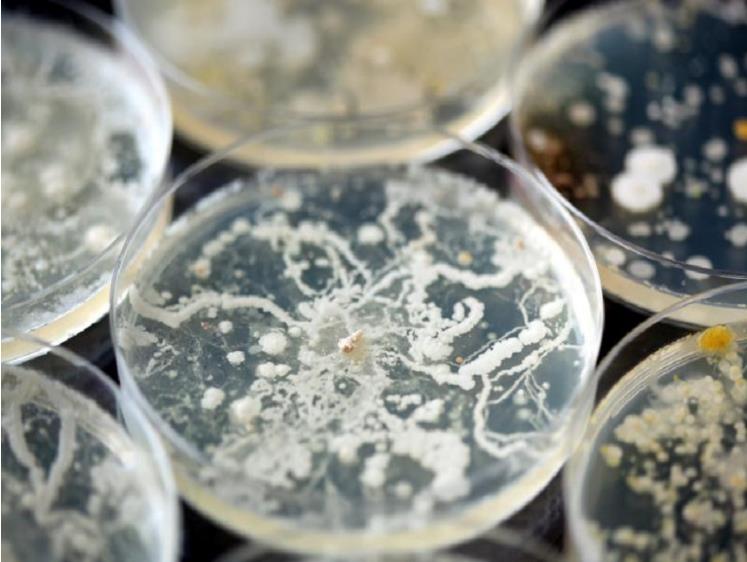 为了永生，科学家给自己注射350万年前的细菌，现在如何了？215 / 作者:绘粹凭 / 帖子ID:129913