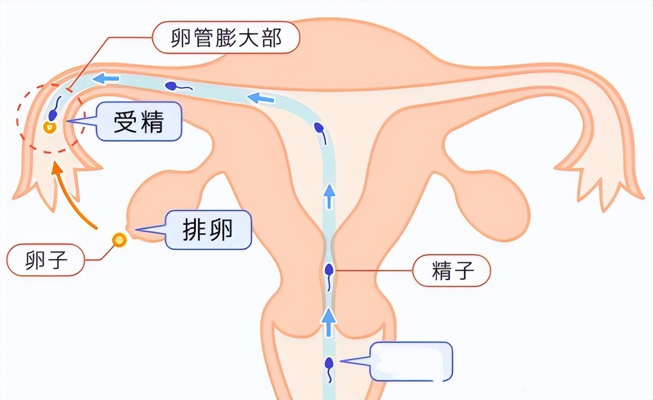 科学家拍到：精子和卵子结合的那一刻，真的会瞬间爆发出巨大闪光31 / 作者:绚丽源自寂寞悍 / 帖子ID:130016