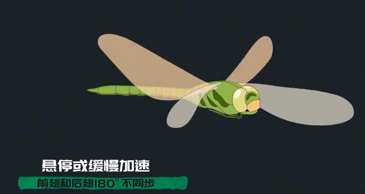 为何总是有人说「蜻蜓」不是地球上的生物923 / 作者:断翅小蝶腥 / 帖子ID:130092