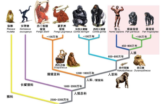 达尔文进化论是错的？研究认为：现有猿类化石无法还原人类起源525 / 作者:意大之 / 帖子ID:130295