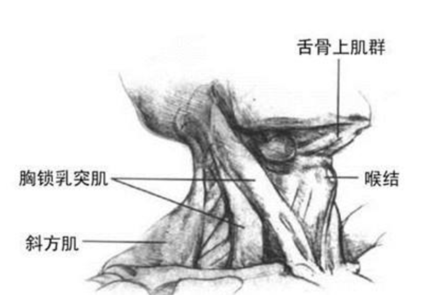 男性进化出胡须，是用来做什么的？达尔文至死都没搞明白这个问题517 / 作者:绚丽源自寂寞悍 / 帖子ID:130182