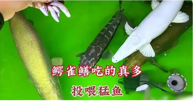 珠江的“哭泣”！寿命75年体长3米，重达300斤的鳄雀鳝形成了种群171 / 作者:涵涵爸爸520 / 帖子ID:129424
