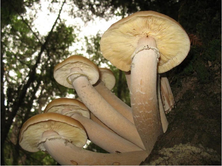 这种生物长得越大，人类的处境就越危险569 / 作者:绚丽源自寂寞悍 / 帖子ID:129578