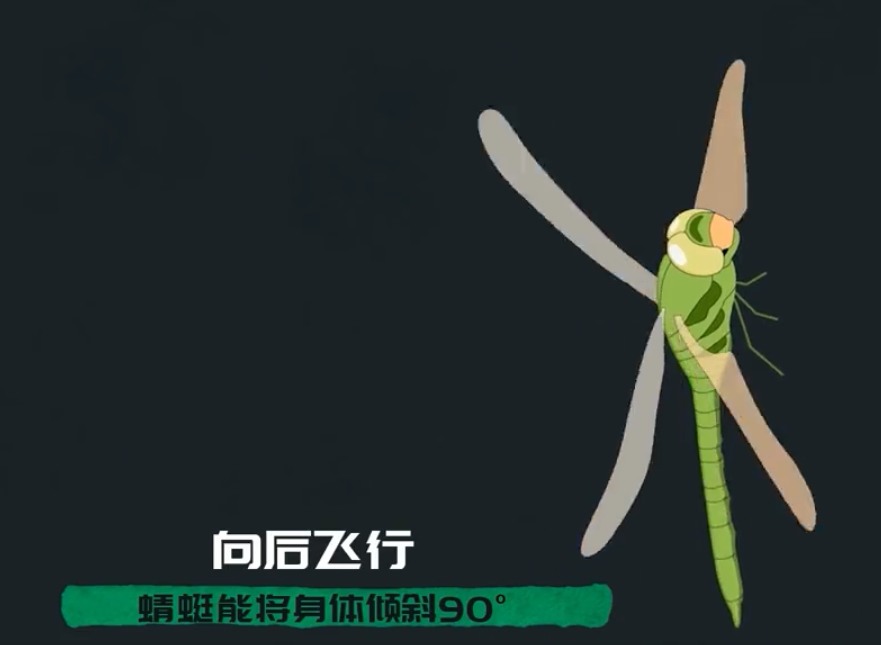 为何总是有人说「蜻蜓」不是地球上的生物695 / 作者:断翅小蝶腥 / 帖子ID:130092