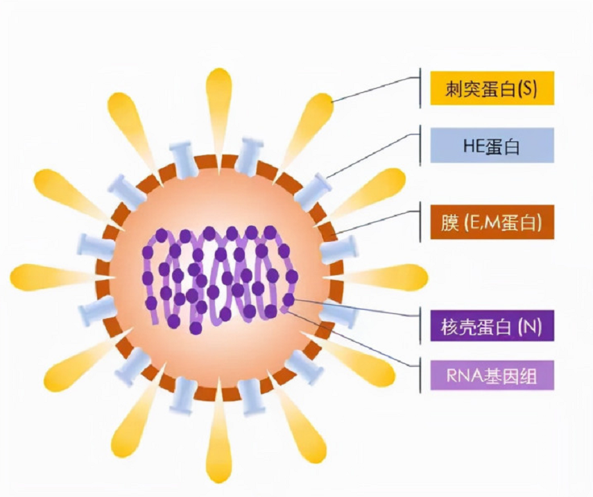 地球上的万物相生相克，为何没听说过病毒的天敌？病毒怕什么？293 / 作者:蓝蓝的彩 / 帖子ID:130087