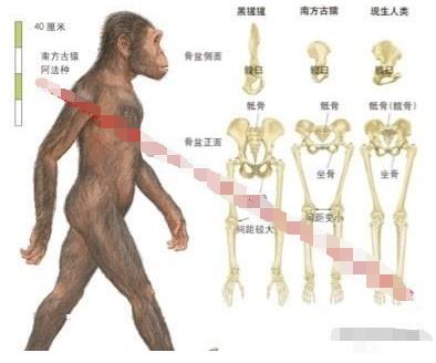 从生物进化的角度分析「美人鱼」是否存在215 / 作者:单丁鹤纷 / 帖子ID:129745