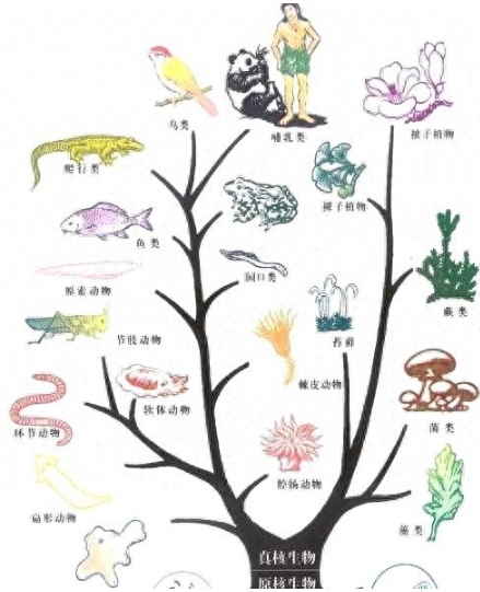 人类起源问题最大骗局，存在了100多年，3亿年前我们真是一条鱼？945 / 作者:涵涵爸爸520 / 帖子ID:129390
