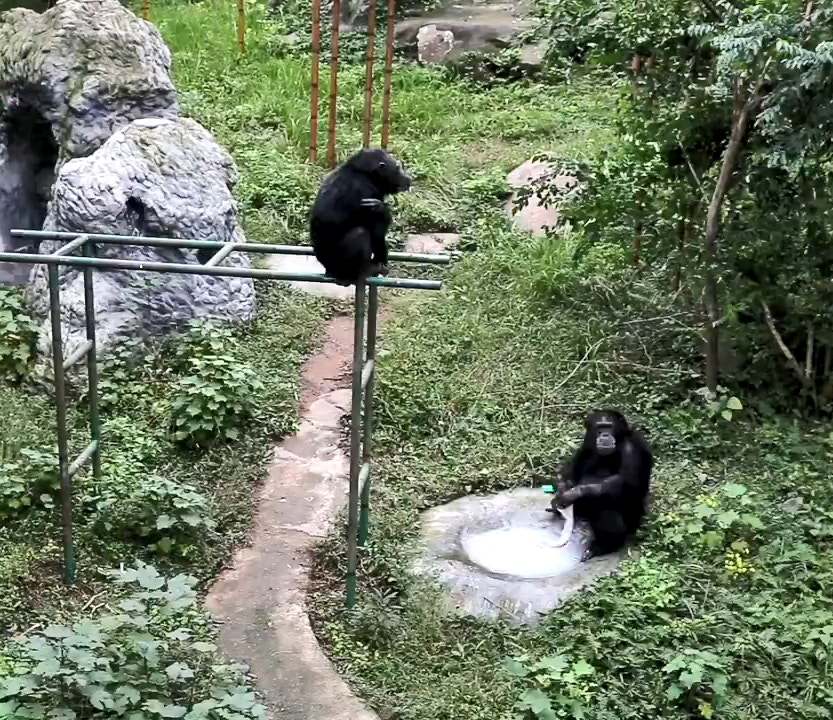 猩猩正进入石器时代？中国猩猩还会洗衣服，多久会进化成人类？174 / 作者:第一个甲马俳 / 帖子ID:130191