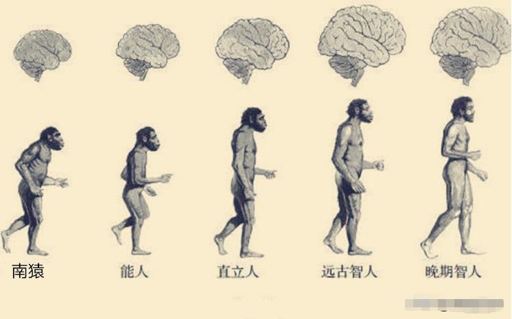 深度长文：大多数动物生下来就可以走，人类为什么不行？117 / 作者:啵啵小奥特 / 帖子ID:130181