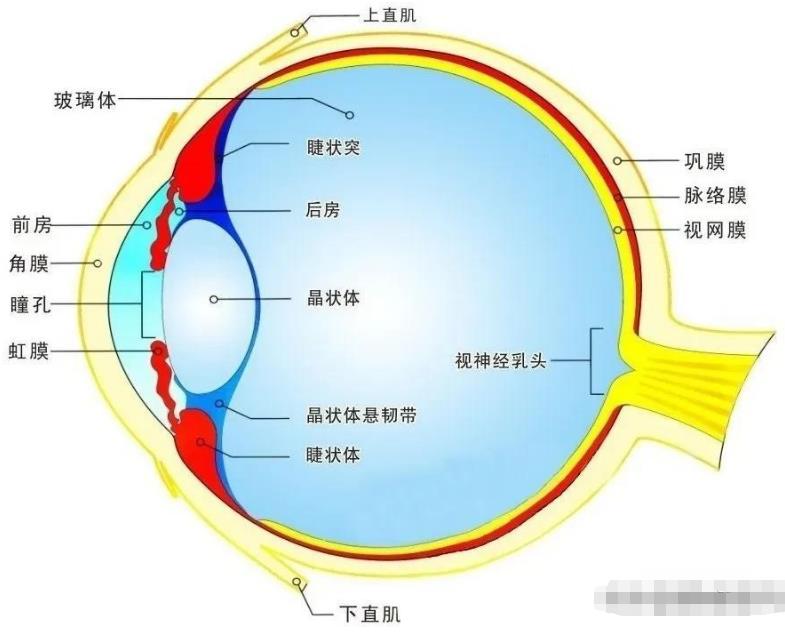 动物能进化出眼睛就是一个奇迹，人类拥有眼睛太不可思议了785 / 作者:掌柜able / 帖子ID:129743