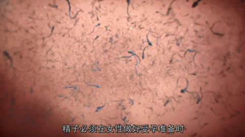 死去的人体细胞开始攻击我，属于人类的奇迹终于被发现621 / 作者:露水珠珠 / 帖子ID:130079