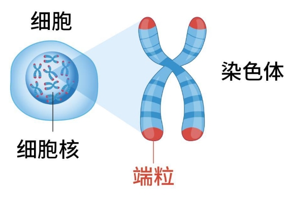 解读强大的硅基生命,寿命可达百万年,是人类的未来吗?384 / 作者:第一个甲马俳 / 帖子ID:129520 解读强大的硅基生命,寿命可达百万年,是人类的未来吗?384 / 作者:第一个甲马俳 / 帖子ID:129520