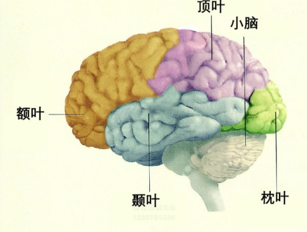 人类的意识：似乎是宇宙137亿年演化的目的387 / 作者:123457865 / 帖子ID:130473