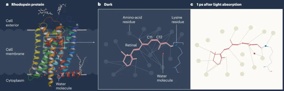 自然界最快！0.000000000001秒之内，科学家首次看清“看见”瞬间272 / 作者:熊明青 / 帖子ID:129821