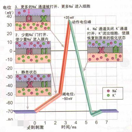 人类的意识：似乎是宇宙137亿年演化的目的987 / 作者:123457865 / 帖子ID:130473