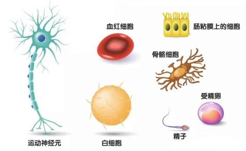 徒手掰开“原子弹”的人，成为“活死人”，DNA断裂肌肉溶解606 / 作者:蓝蓝的彩 / 帖子ID:130163