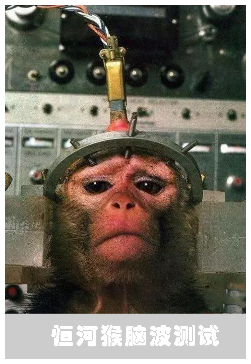 人类智慧从何而来？科学家的新发现：揭示人类文明诞生的真相585 / 作者:涵涵爸爸520 / 帖子ID:130035